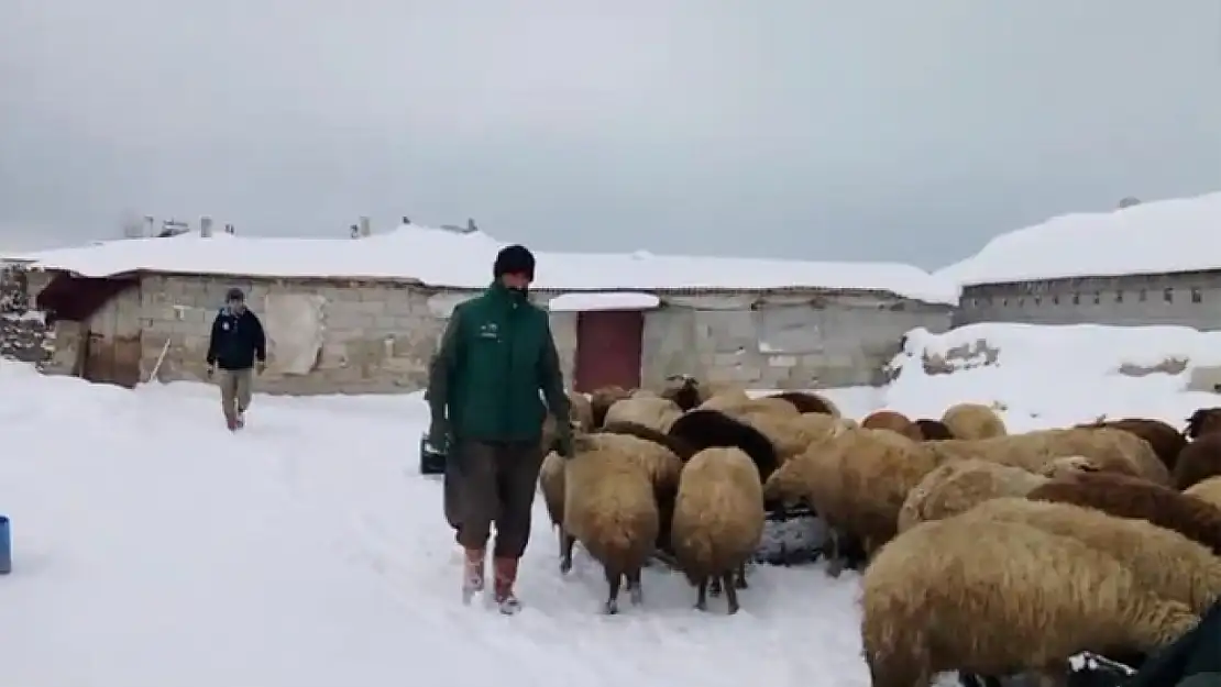 Sibirya soğukları besicileri zorluyor