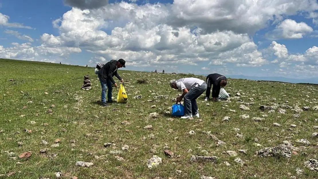 Şifalı bitkileri toplamak için dağ taş geziyorlar