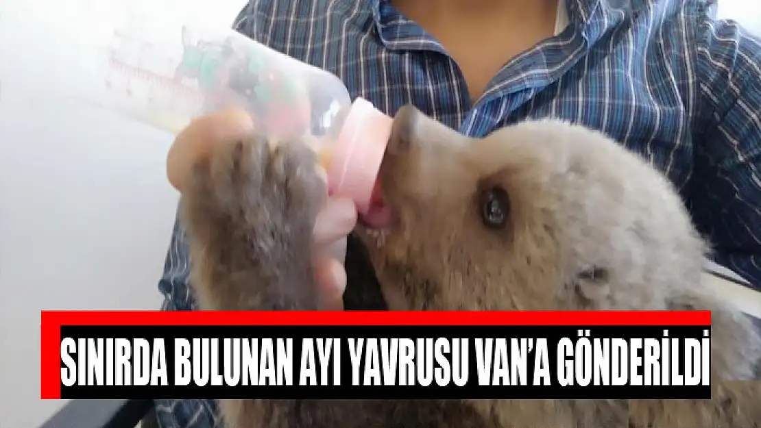 Sınırda bulunan ayı yavrusu Van'a gönderildi