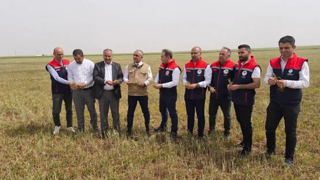 Şırnak'ta susuz tarım ürünlerinde erken kuruma başladı