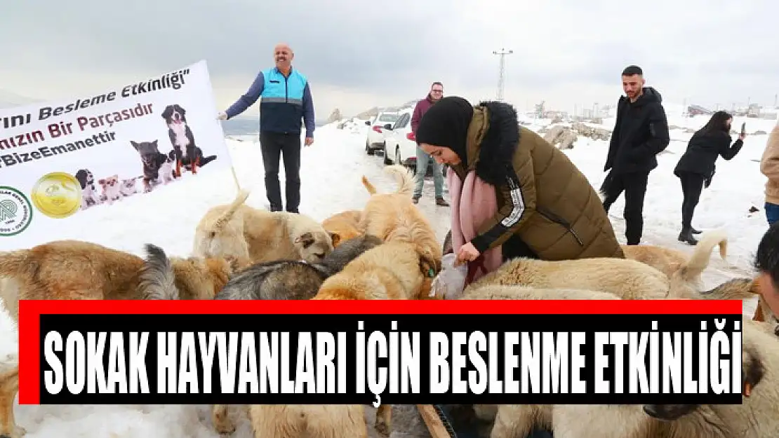 Sokak hayvanları için beslenme etkinliği