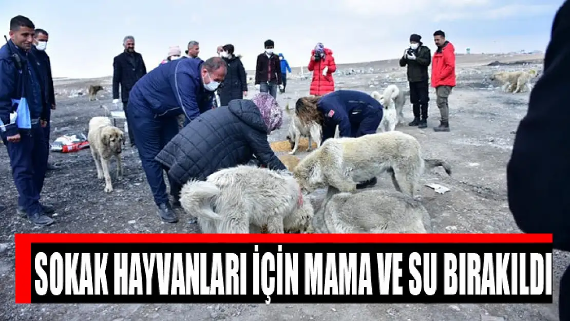 Sokak hayvanları için mama ve su bırakıldı