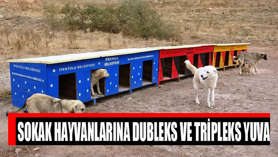 Sokak hayvanlarına dubleks ve tripleks yuva