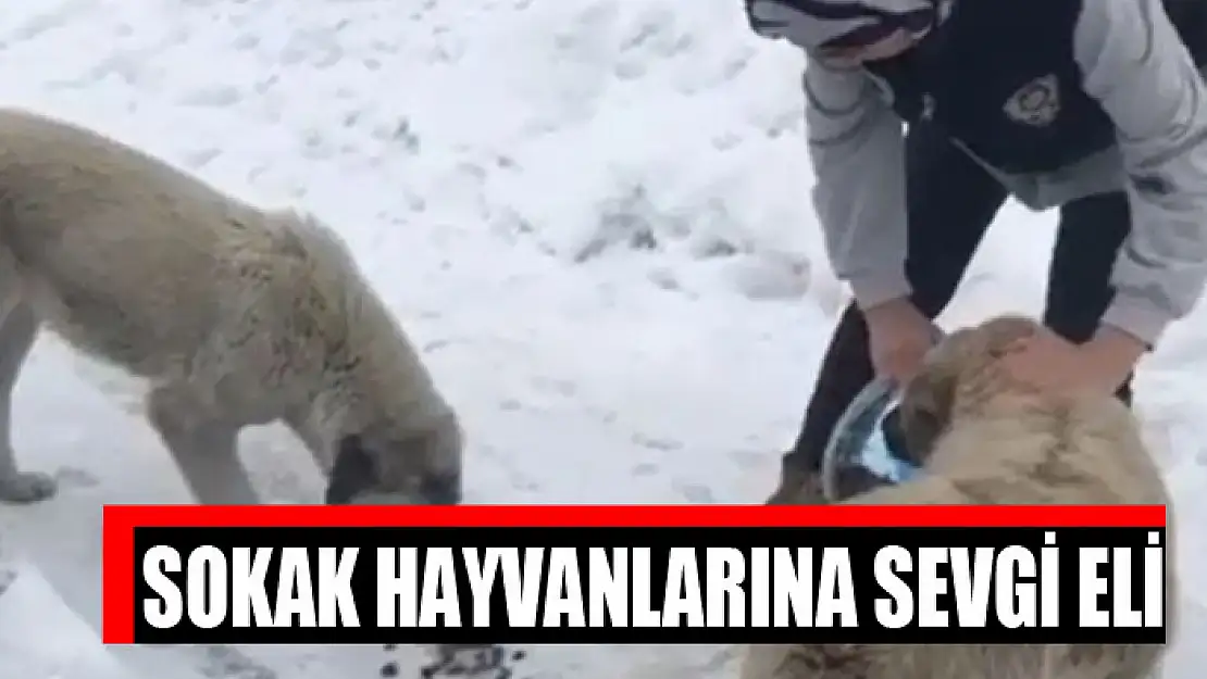 Sokak hayvanlarına sevgi eli