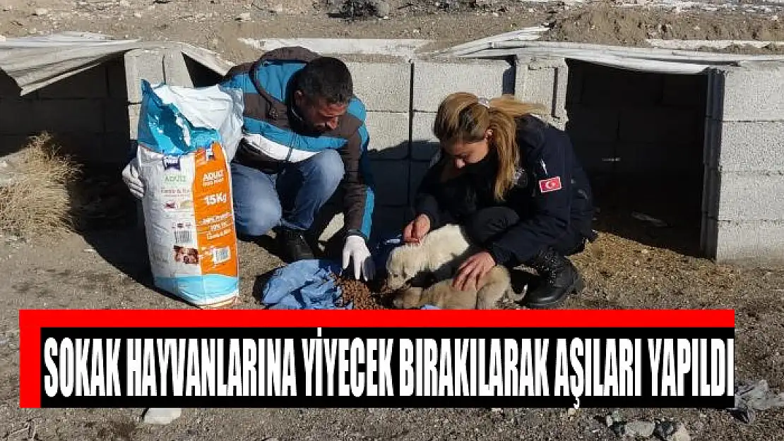 Sokak hayvanlarına yiyecek bırakılarak aşıları yapıldı