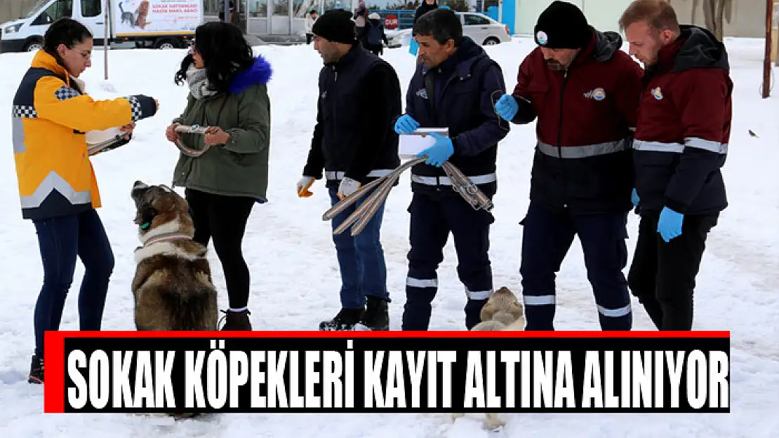 SOKAK KÖPEKLERİ KAYIT ALTINA ALINIYOR