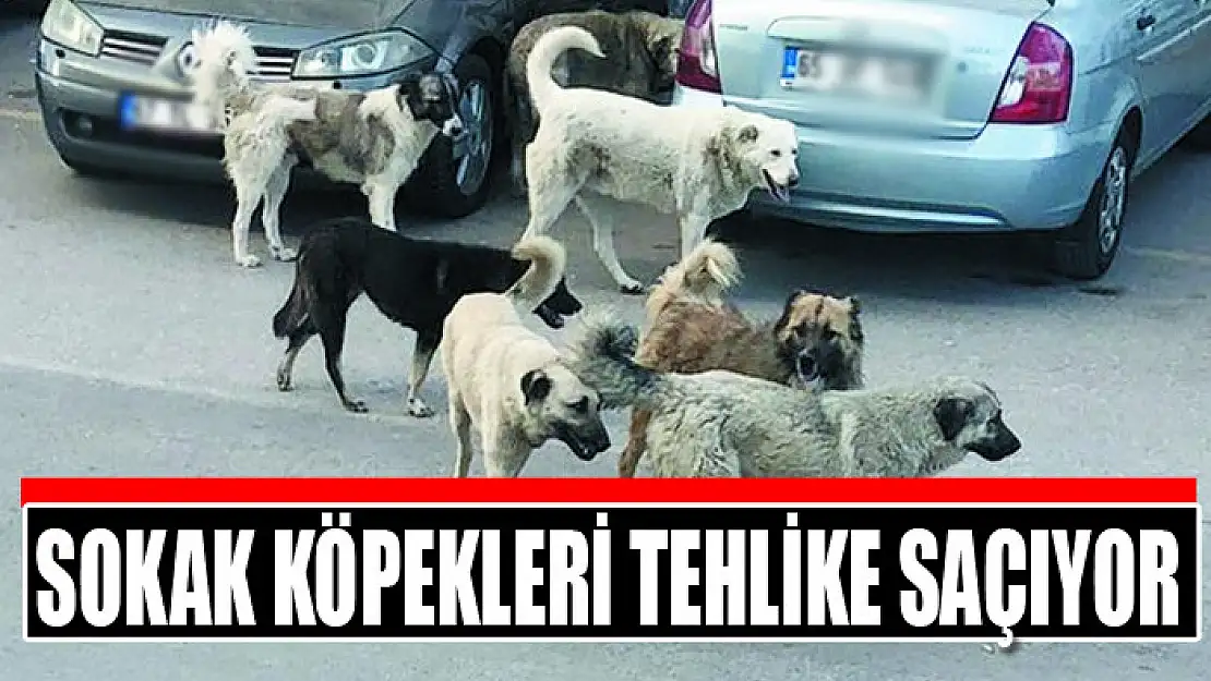 Sokak köpekleri tehlike saçıyor