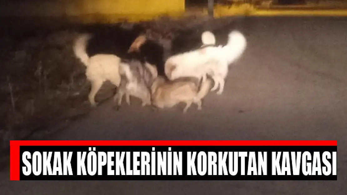 Sokak köpeklerinin korkutan kavgası