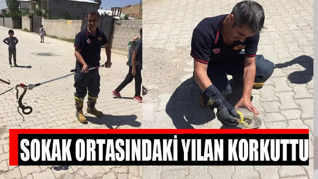 Sokak ortasındaki yılan korkuttu