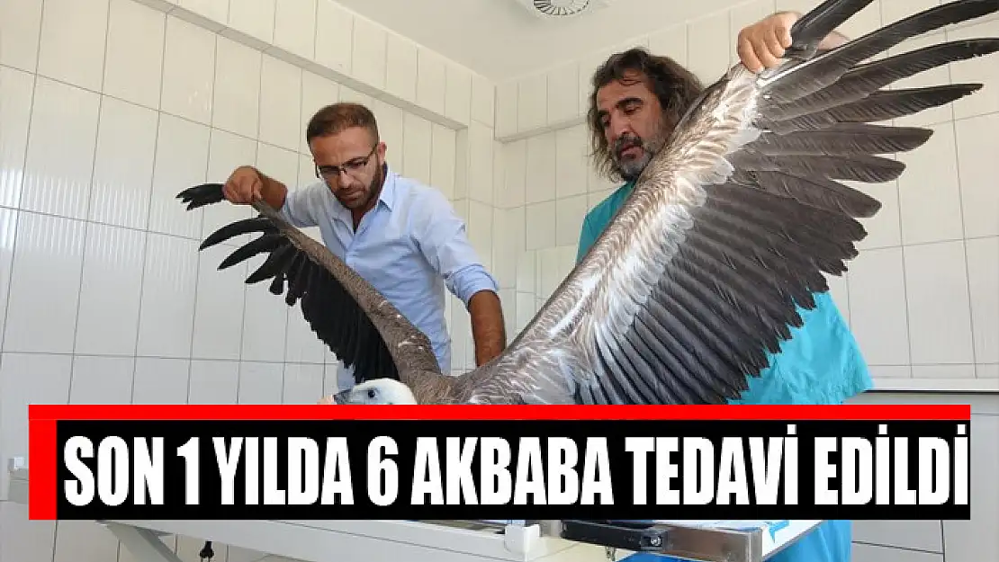 Son 1 yılda 6 akbaba tedavi edildi