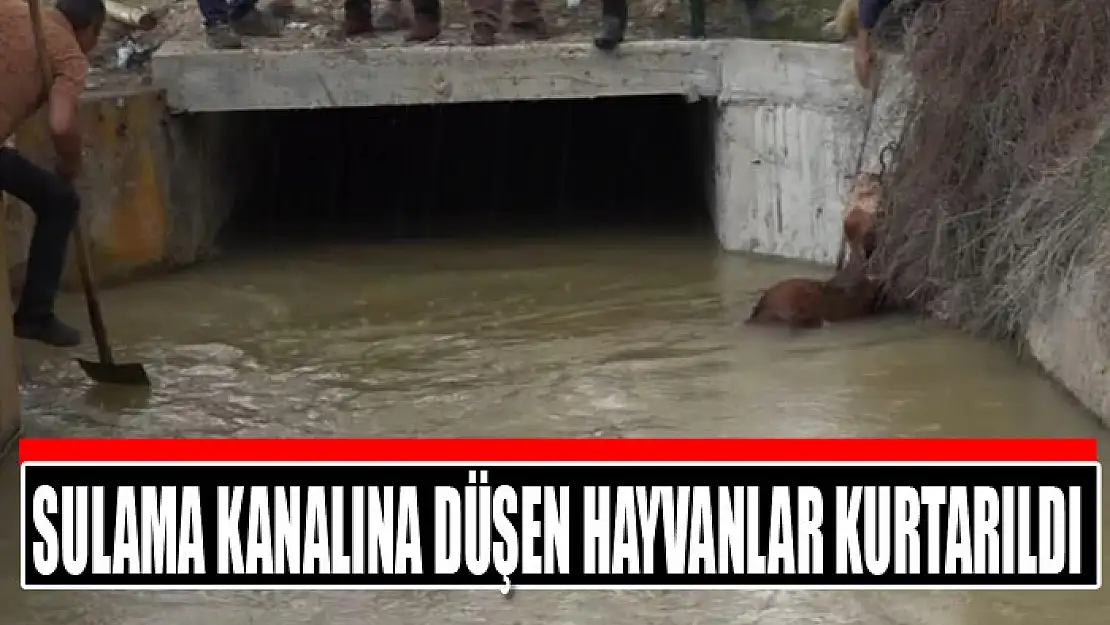 Sulama kanalına düşen hayvanlar kurtarıldı