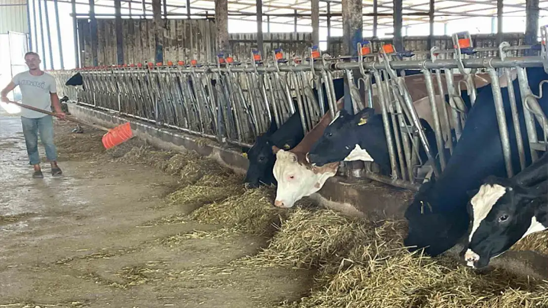 Süt üreticilerinden 'yem dayatması'na tepki