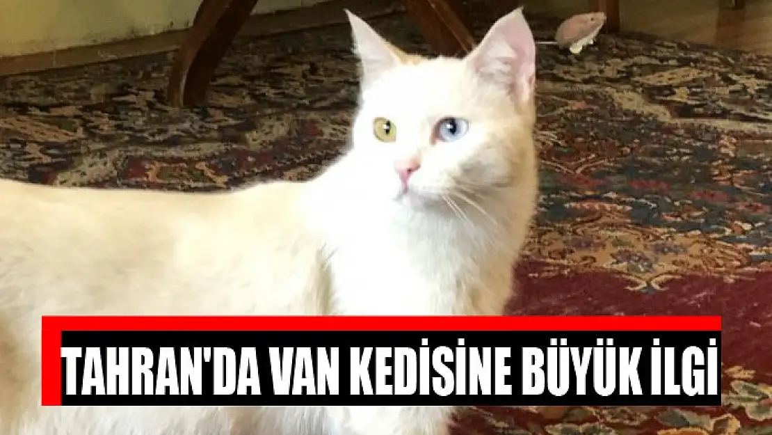 Tahran'da Van Kedisine büyük ilgi