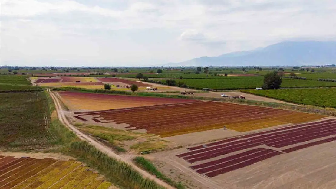 TARİŞ üzüm fiyatlarını açıkladı