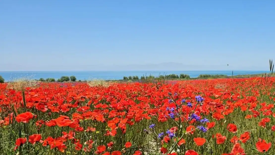 Tarlalar kırmızıya büründü
