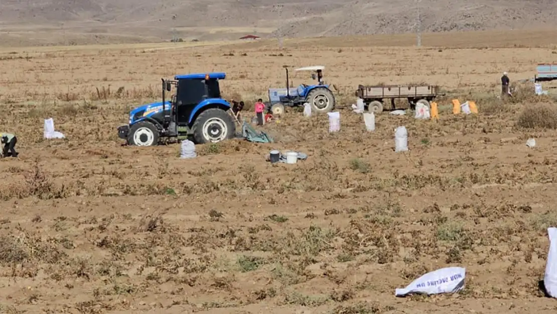 Tarlasındaki patatesleri bedavaya dağıttı