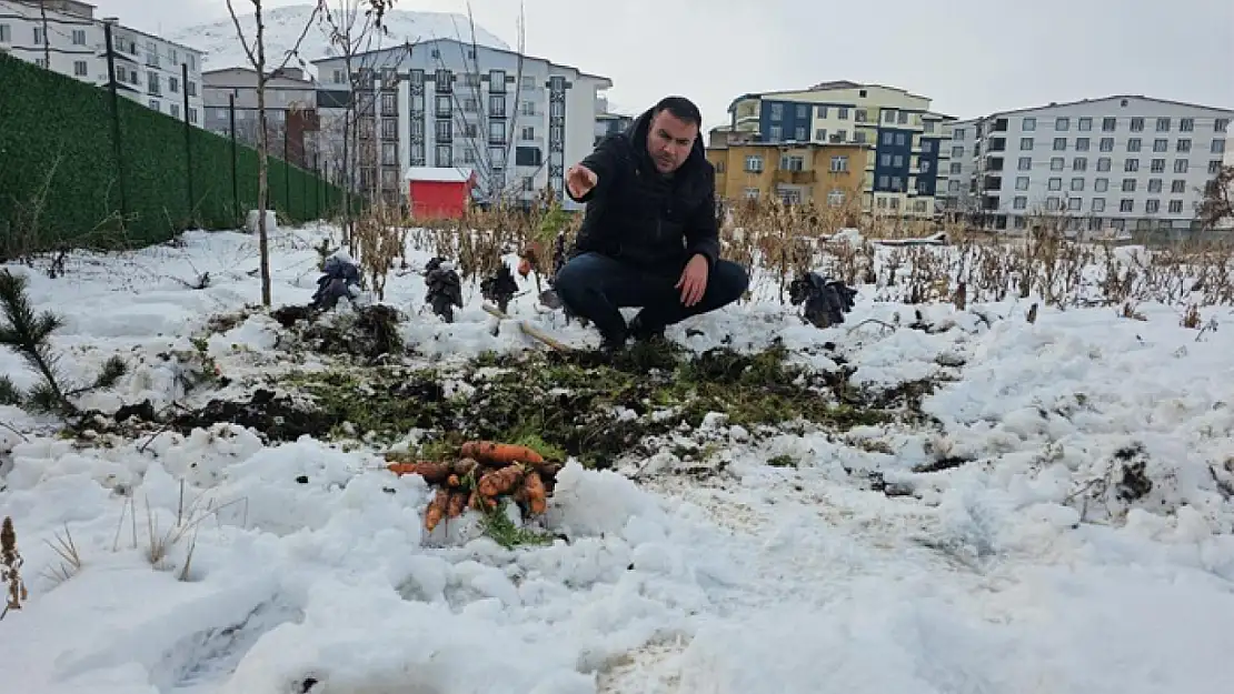 Tatvan'da kar altındaki havuçların hasadı yapıldı