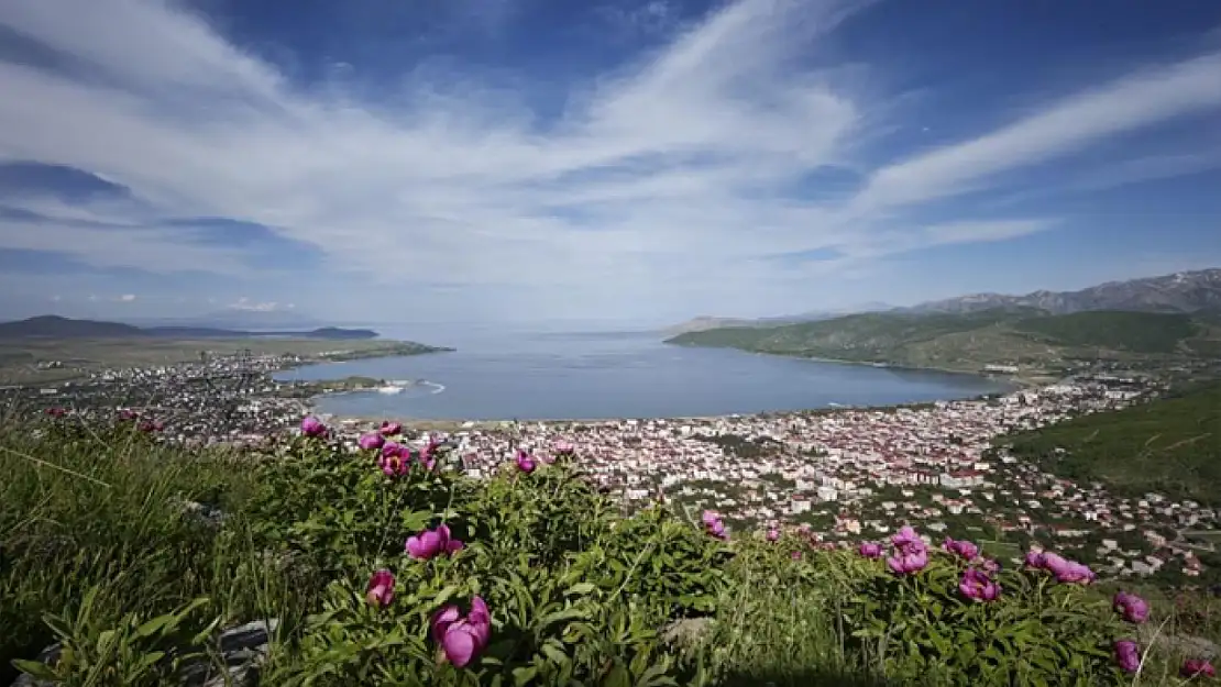 Tatvan'da şakayık çiçekleri görsel şölen sunuyor