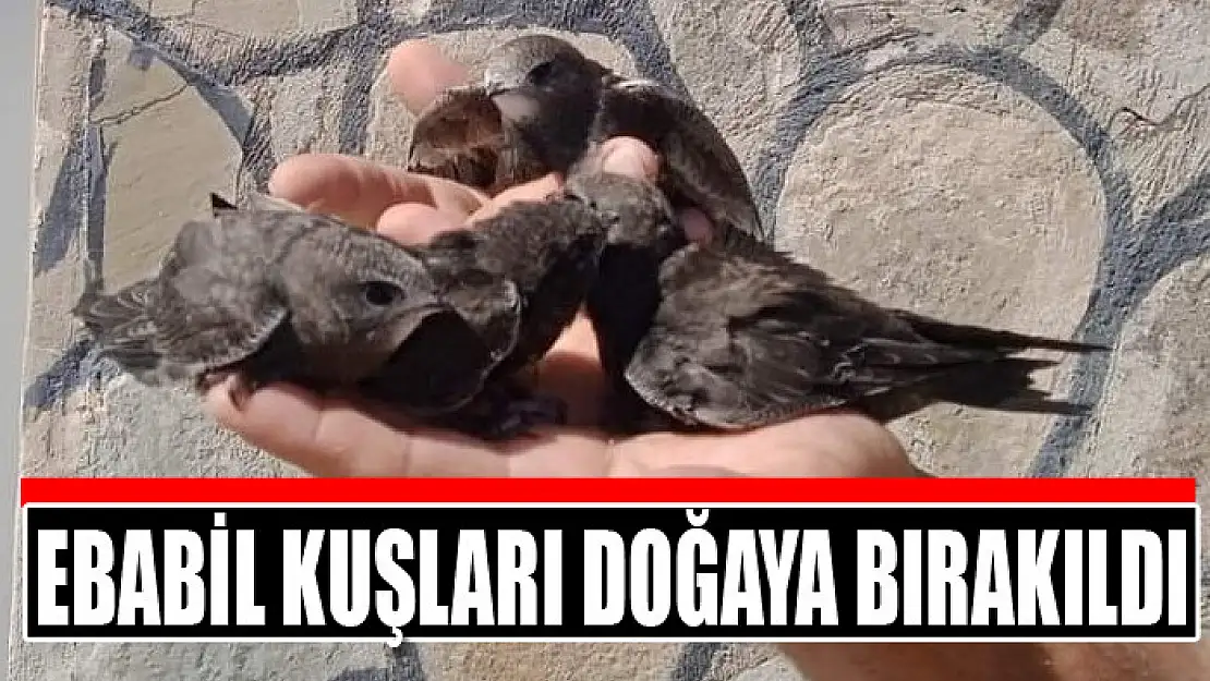 Tedavileri tamamlanan Ebabil kuşları doğaya bırakıldı