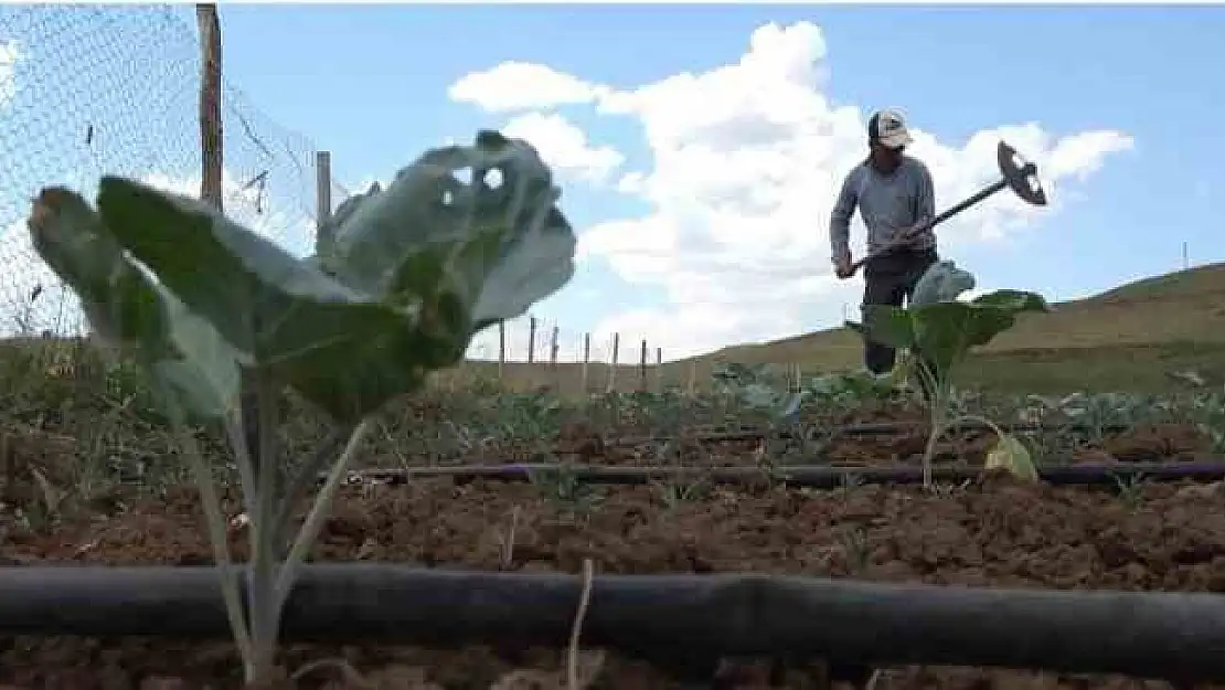 Terk edilen köylerde yeniden tarım başladı