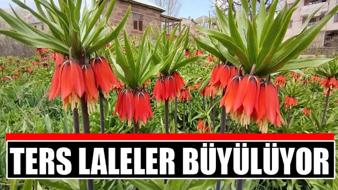 Ters laleler büyülüyor