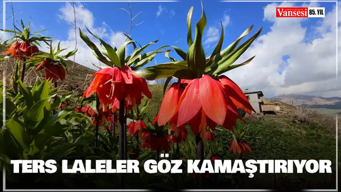 Ters laleler göz kamaştırıyor