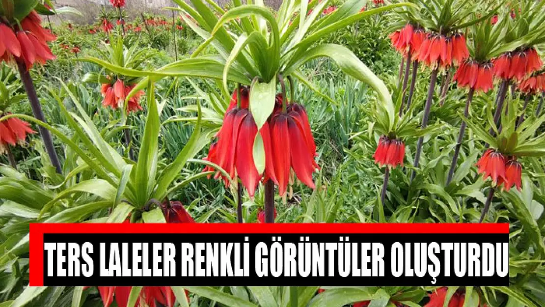 Ters laleler renkli görüntüler oluşturdu