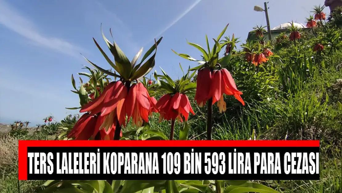 Ters laleleri koparana 109 bin 593 lira para cezası