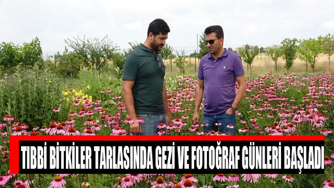 Tıbbi bitkiler tarlasında gezi ve fotoğraf günleri başladı