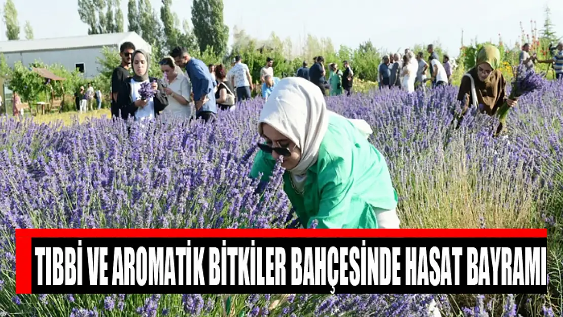 ​Tıbbi ve Aromatik Bitkiler Bahçesinde Hasat Bayramı