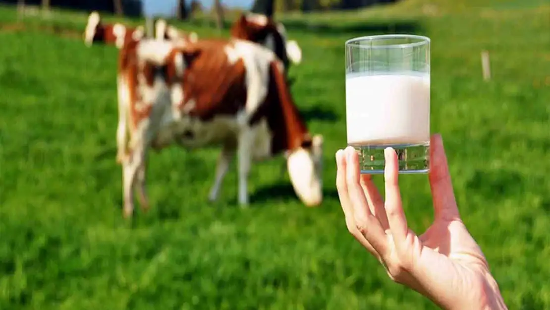 Ticari süt işletmelerince 981 bin 10 ton inek sütü toplandı