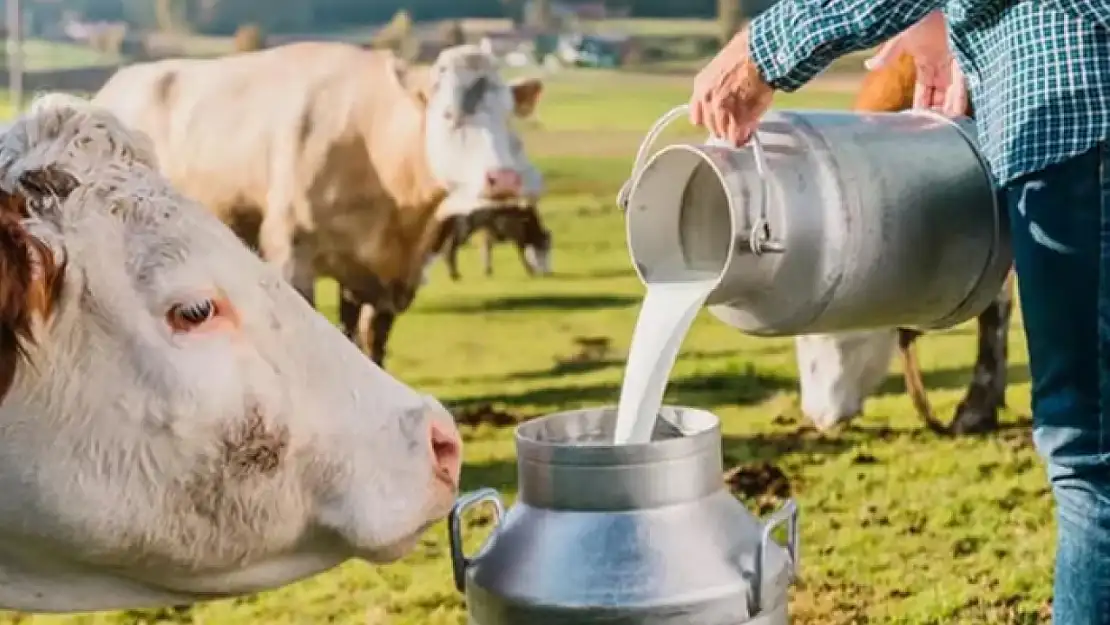 Ticari süt işletmelerince Ocak ayında 915 bin 522 ton inek sütü toplandı