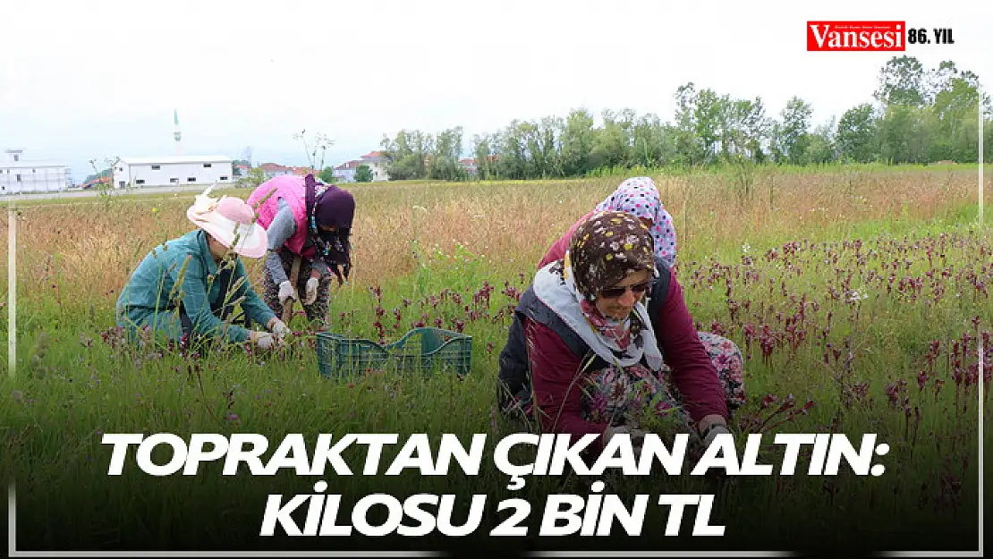 Topraktan çıkan altın: Kilosu 2 bin TL