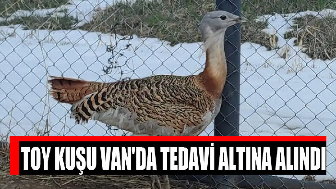 Toy kuşu Van'da tedavi altına alındı