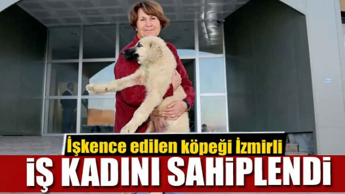 İşkence edilen köpeği İzmirli iş kadını sahiplendi 