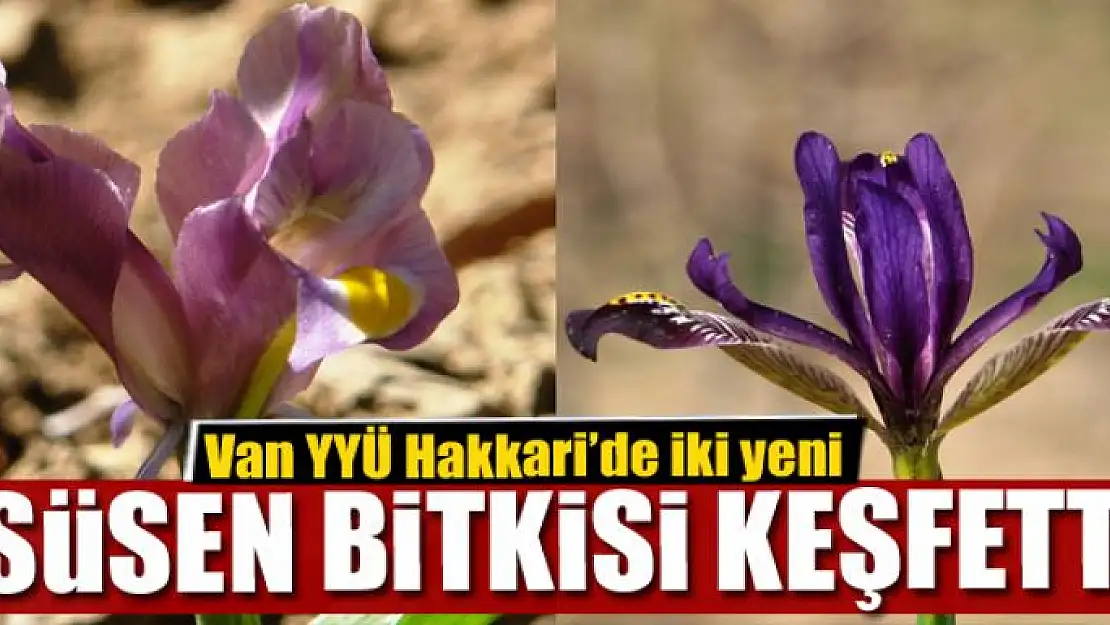 Van YYÜ Hakkari'de iki yeni süsen bitkisi keşfetti