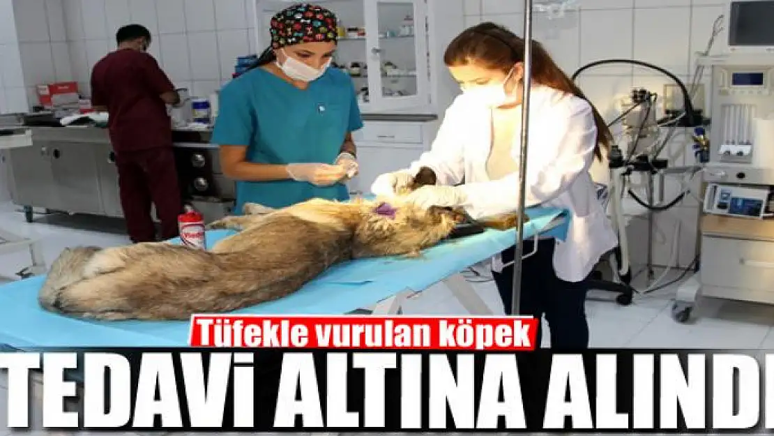 Tüfekle vurulan köpek tedavi altına alındı