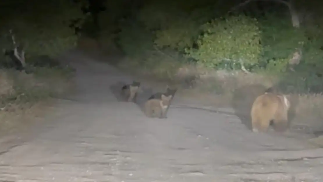 Tunceli'de anne ayı ve 2 yavrusu yiyecek ararken görüldü