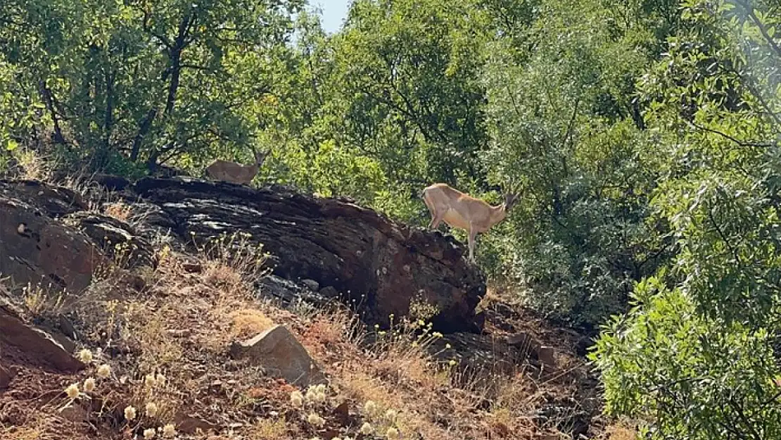 Tunceli'de dağ keçileri görüntülendi