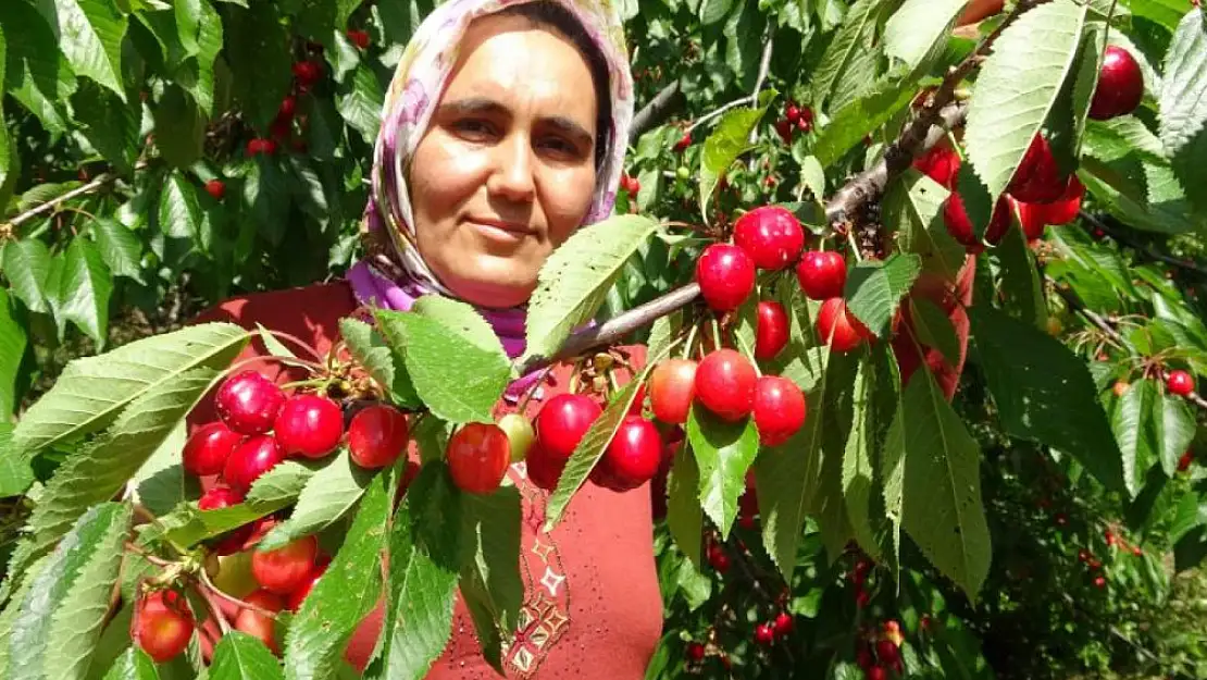 Turfanda kiraz çıktı: İlk hasatlar Norveç, Almanya ve Rusya'ya