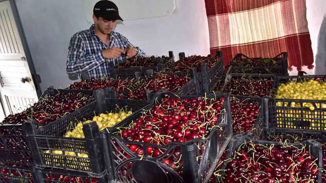 Türkiye'nin en geç kiraz hasadı Ahlat'ta yapılıyor