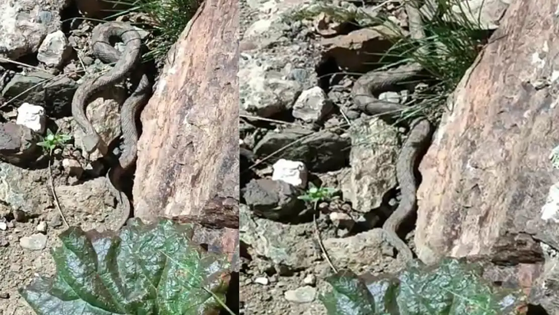 Türkiye'nin en zehirli yılanı Van'da görüldü