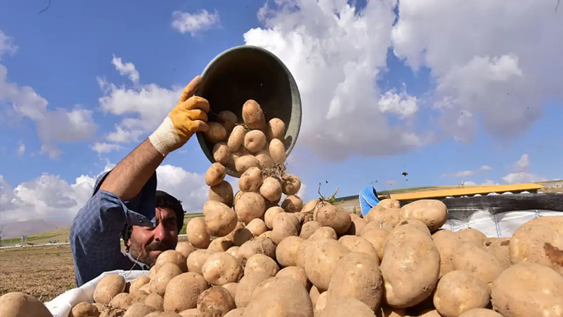 Türkiye'nin patates ambarlarından Ahlat'ta hasat başladı