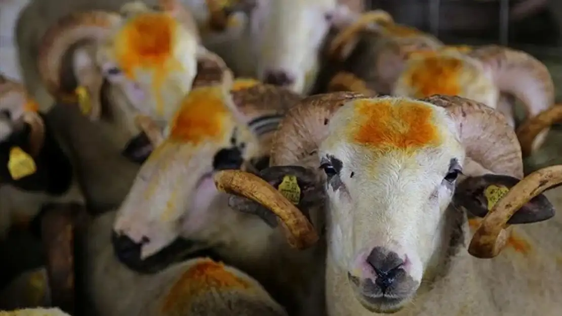Tuşba Belediyesi kurban kesim yerlerini açıkladı