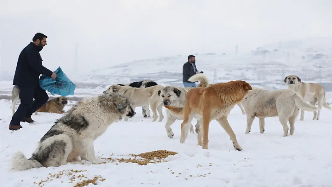 Tuşba Belediyesi'nden sokak hayvanlarına destek