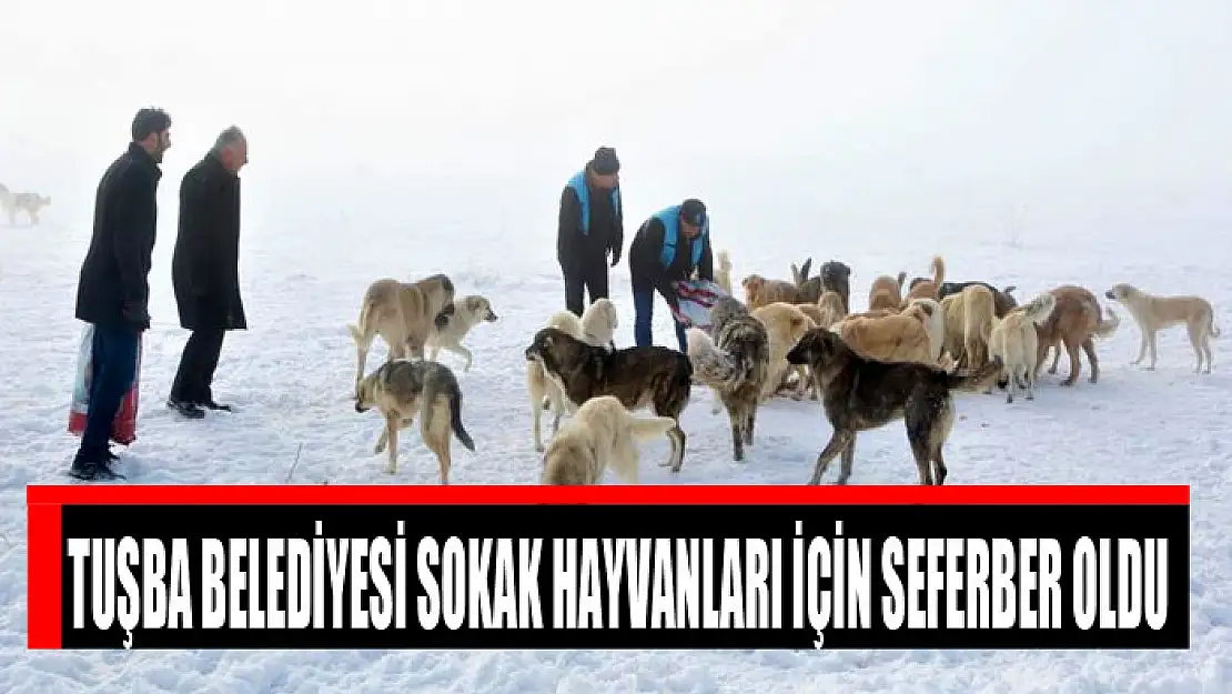 Tuşba Belediyesi sokak hayvanları için seferber oldu