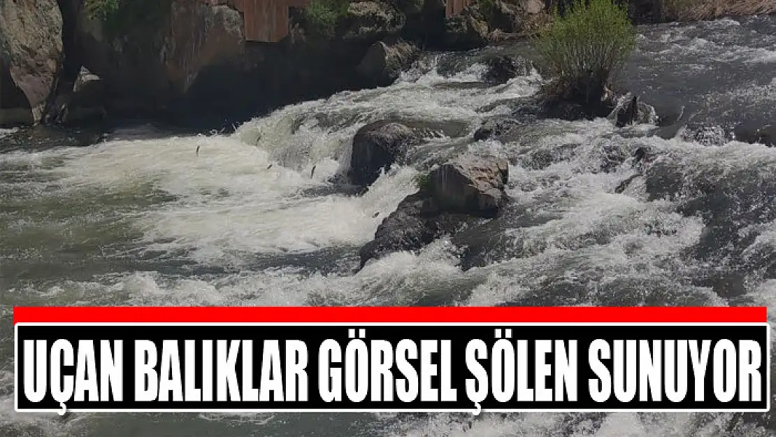 Uçan balıklar görsel şölen sunuyor