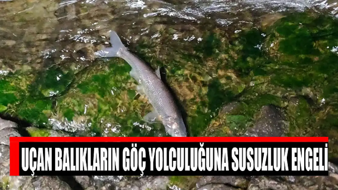 Uçan balıkların göç yolculuğuna susuzluk engeli