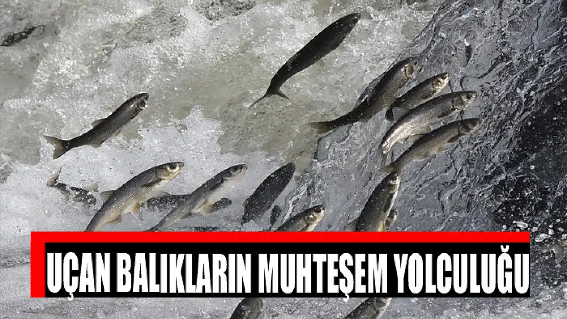 Uçan balıkların muhteşem yolculuğu