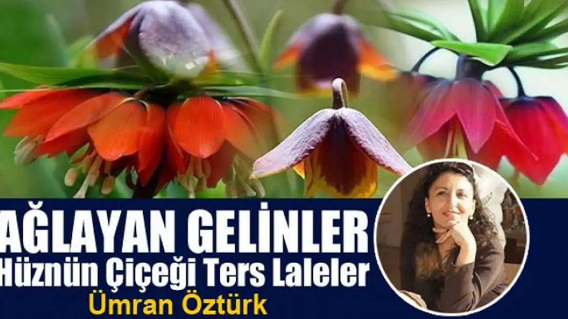 AĞLAYAN GELİNLER Hüznün Çiçeği  Ters Laleler